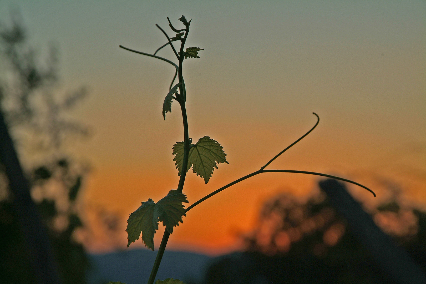 Weinlaub im Sonnenuntergang