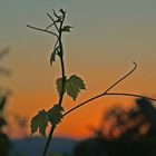 Weinlaub im Sonnenuntergang