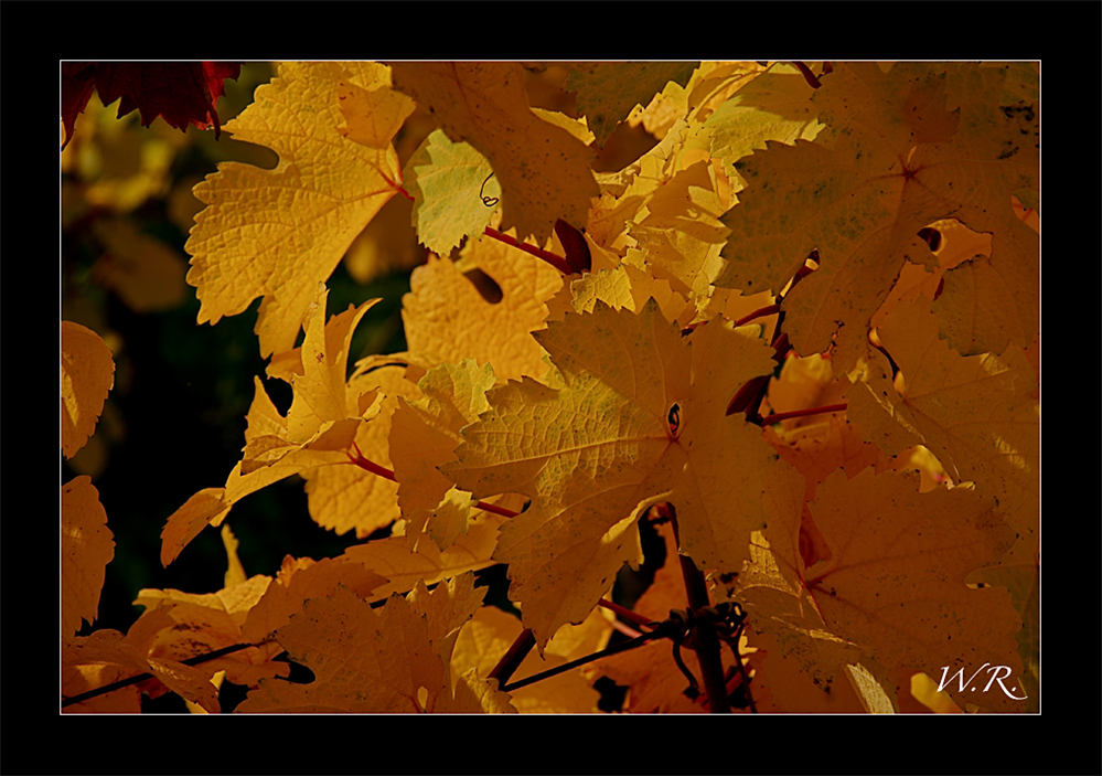 Weinlaub im Spätherbst