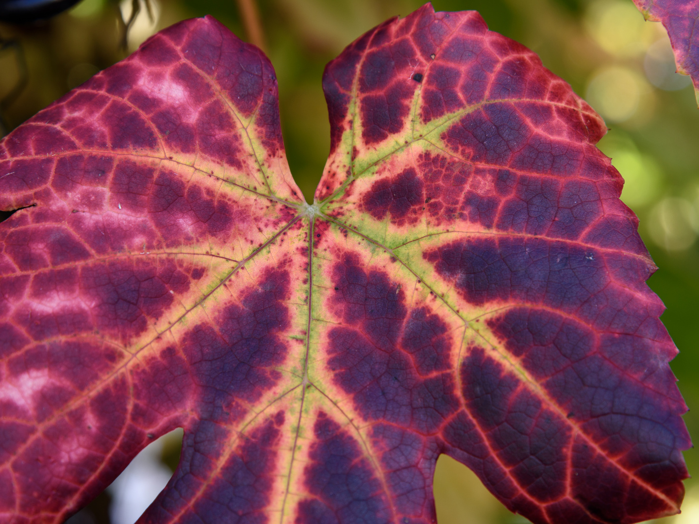 Weinlaub mit Herbstfärbung