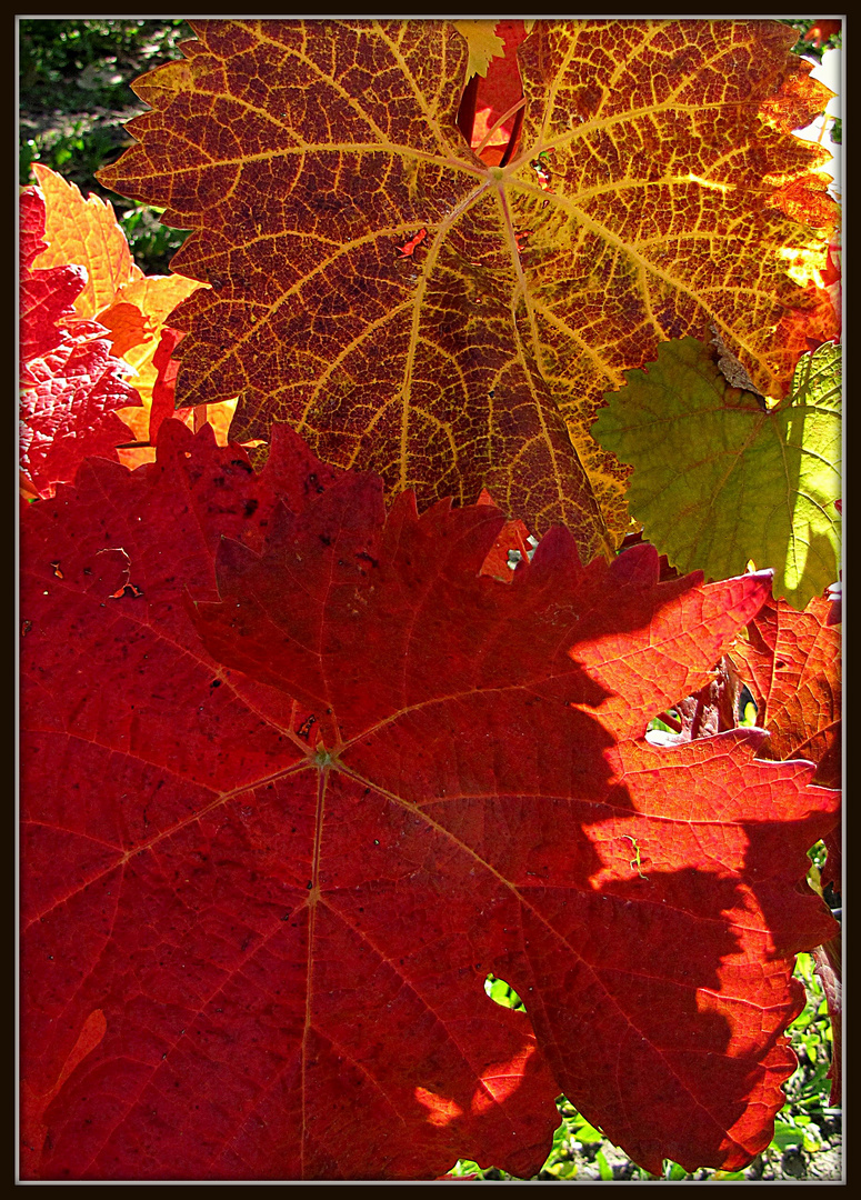 Weinlaub/ Trauben im Herbst 8