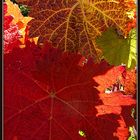 Weinlaub/ Trauben im Herbst 8