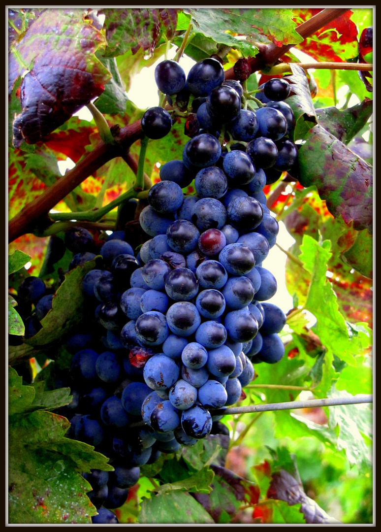 Weinlaub/ Trauben im Herbst 9