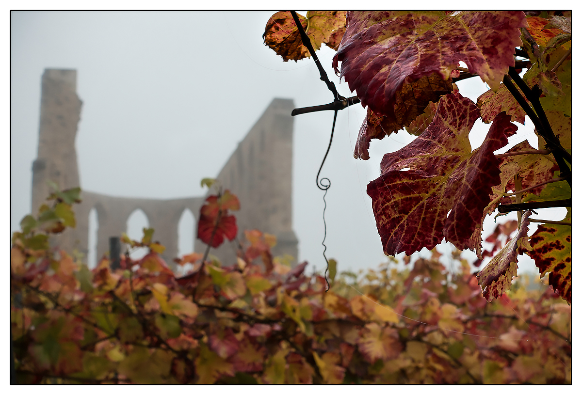 Weinlaub-und-Ruine