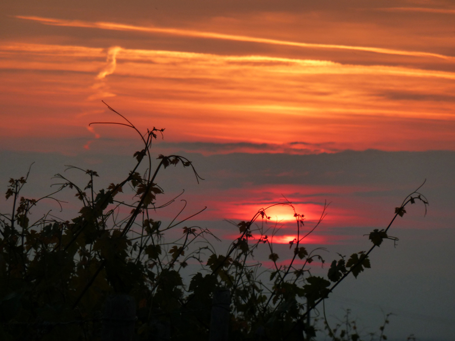 Weinlaub vor Abendrot