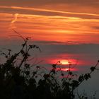 Weinlaub vor Abendrot