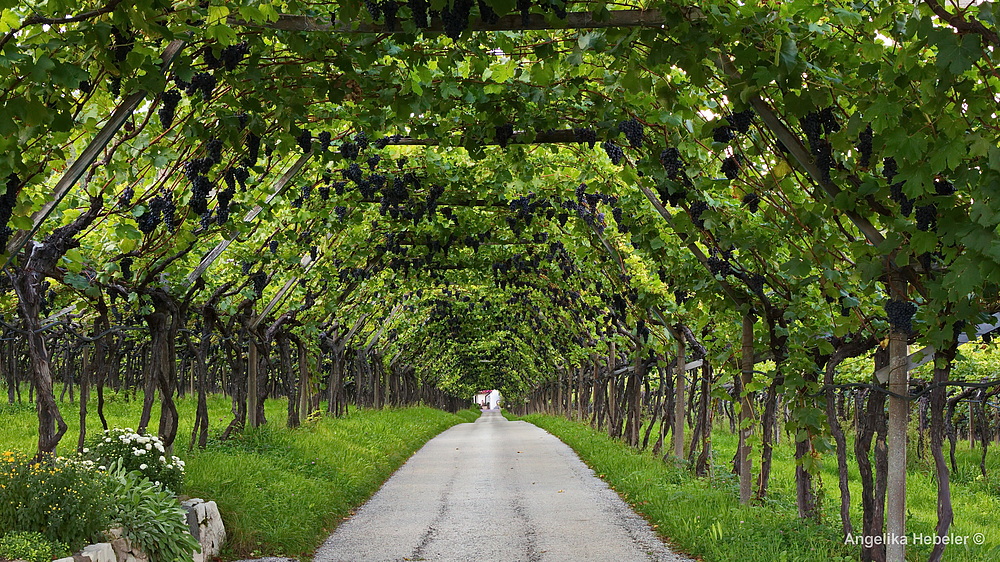 "Weinlaubengang"