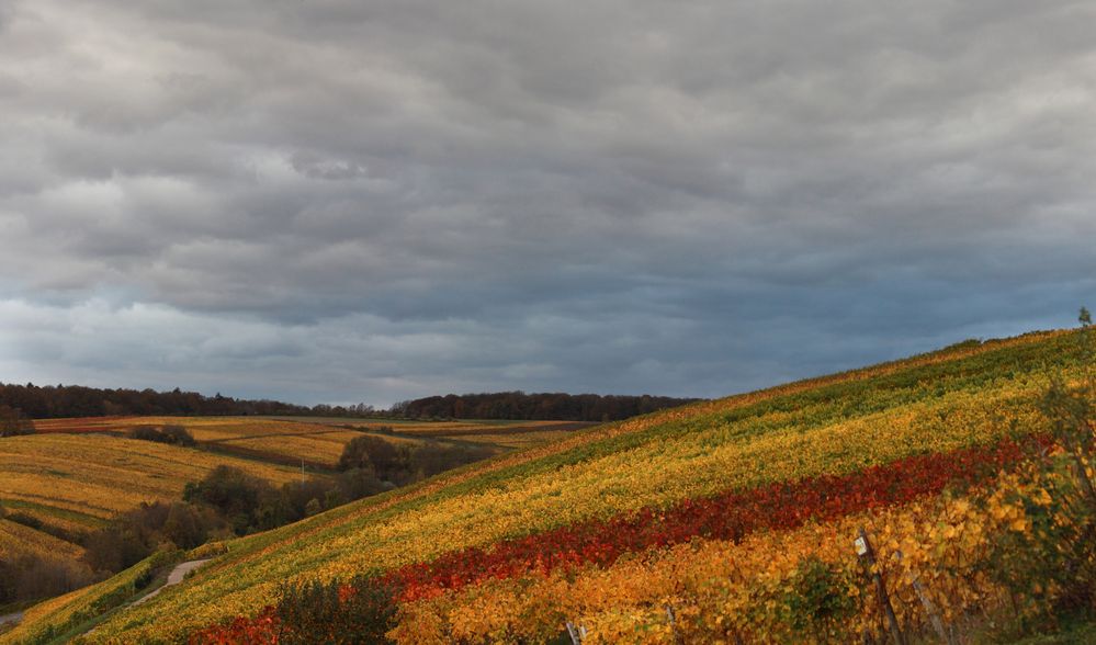 Weinlaubherbst