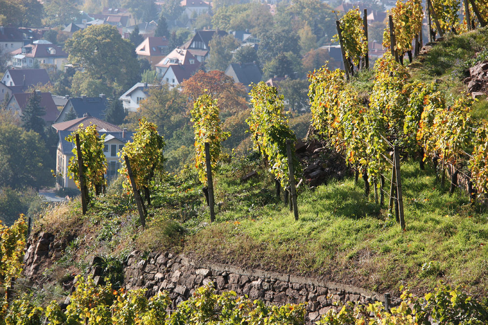 Weinlaune