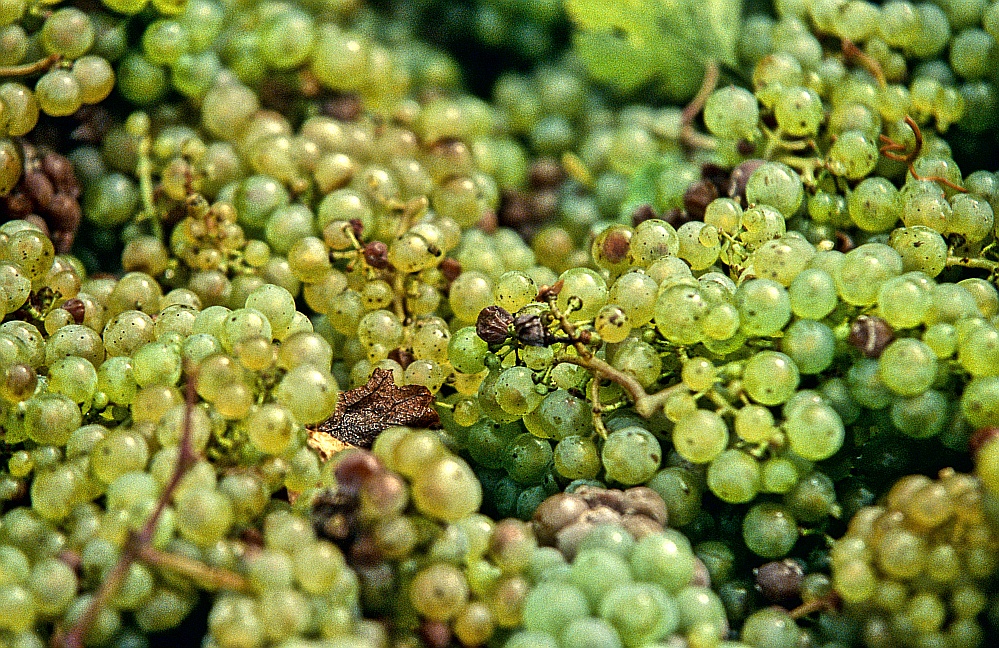 Weinlese 2010 -- Wehlener Sonnenuhr