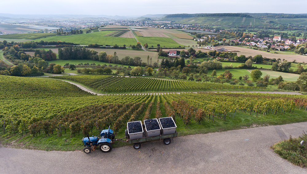 Weinlese 2017 - Finale