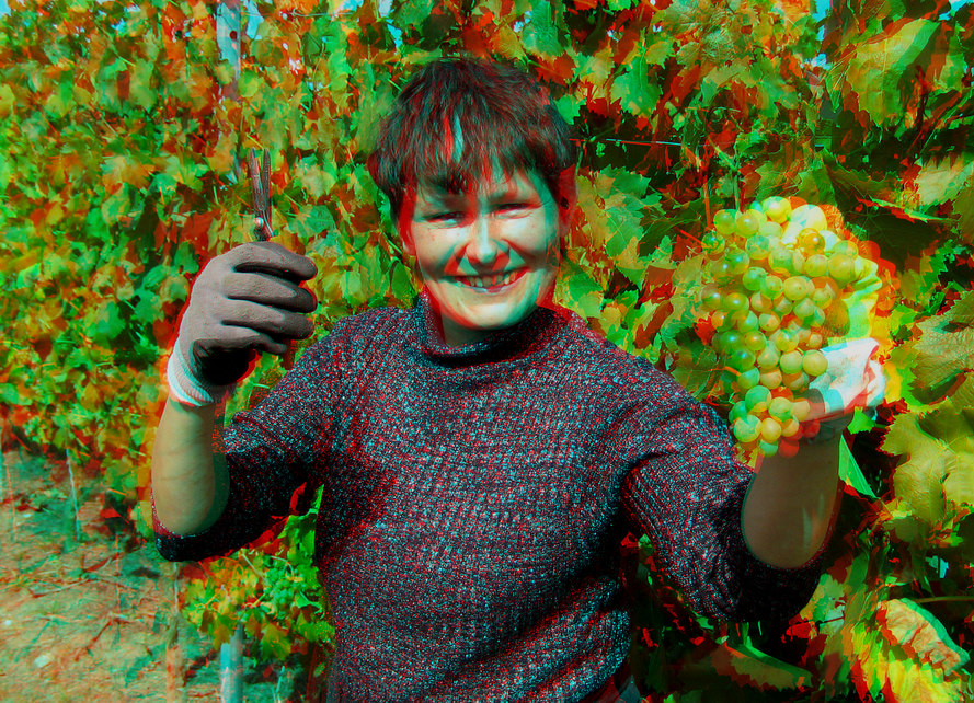 Weinlese (3D-Foto) Nr.3