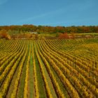 Weinlese bei Rüdesheim