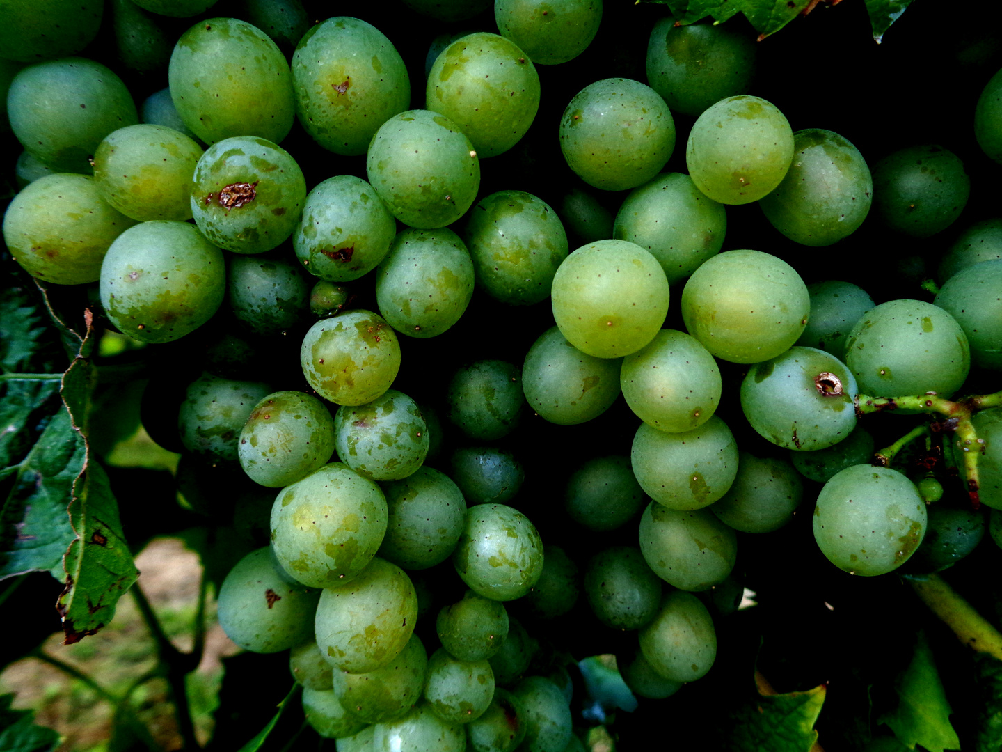 Weinlese hat begonnen.