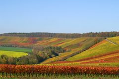 Weinlese hat begonnen