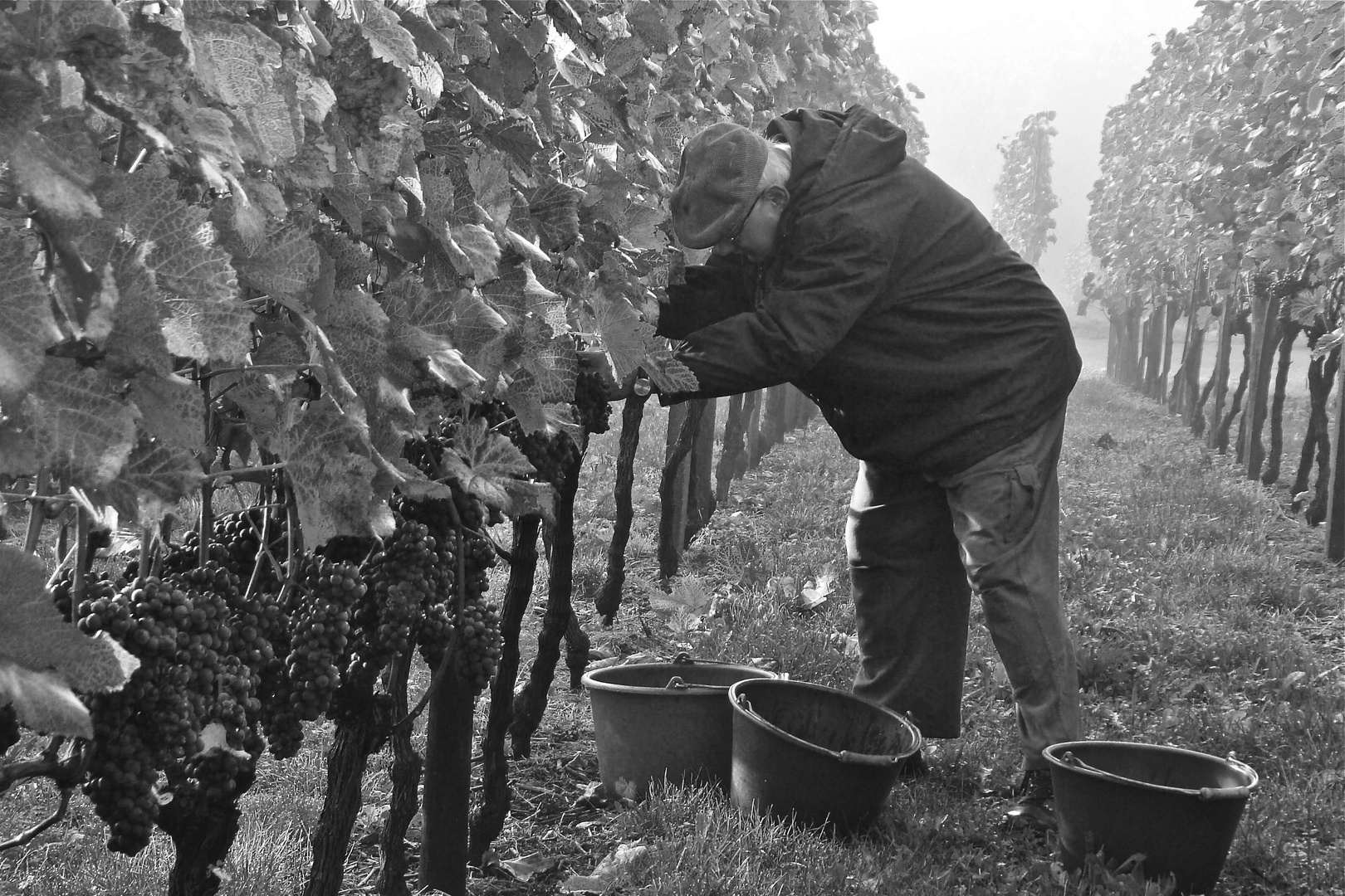 Weinlese im Nebel