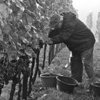 Weinlese im Nebel