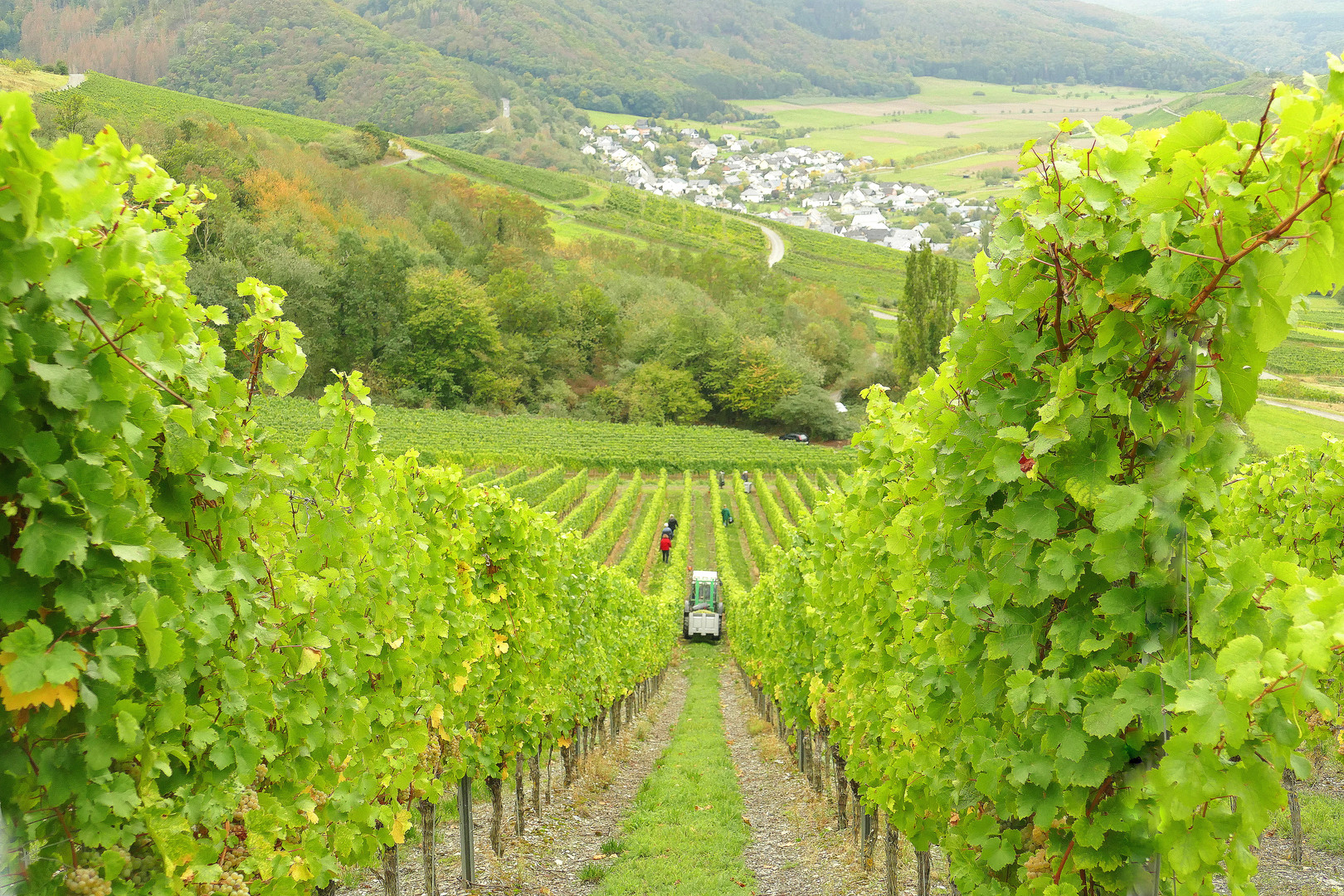 °°°° Weinlese im Oktober °°°°