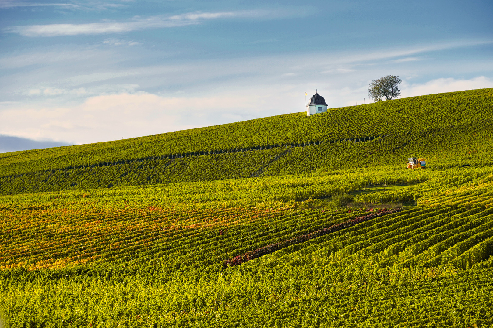 Weinlese im Rheingau