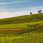 Weinlese im Rheingau