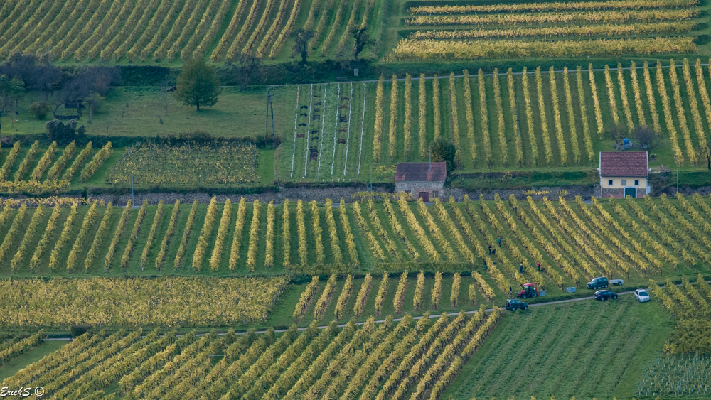 Weinlese in der Wachau