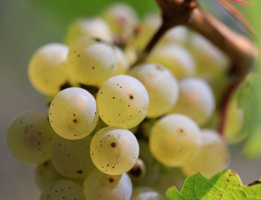 Weinlese in Hohenlohe #01