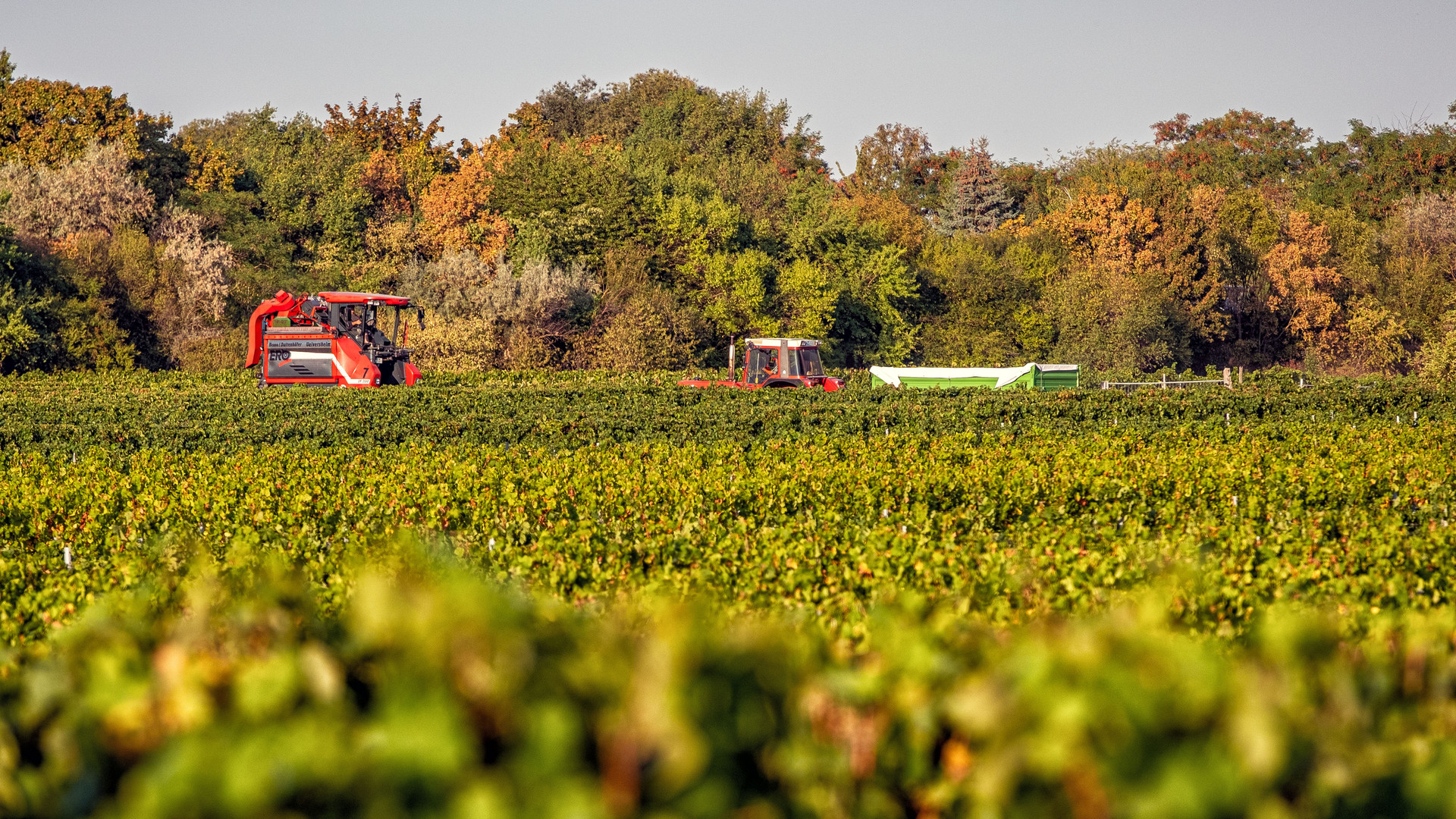 Weinlese in Rheinhessen 2