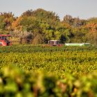 Weinlese in Rheinhessen 2