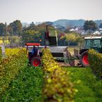 Weinlese in Rheinhessen