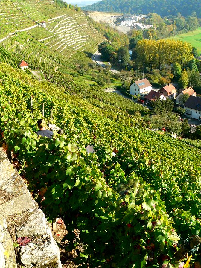 Weinlese In Rosswag Iii Foto Bild Deutschland Europe Baden