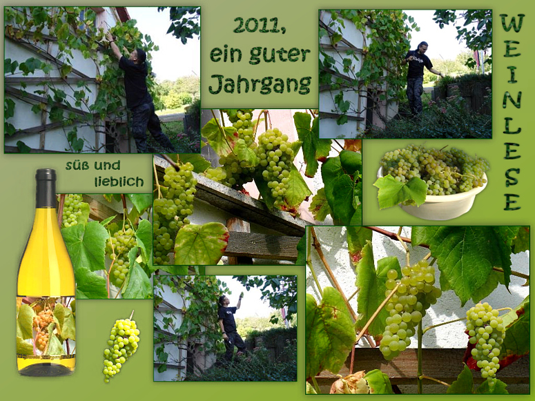 Weinlese in unserem Garten