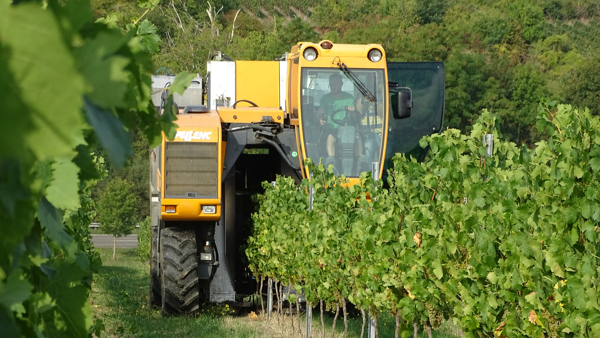 Weinlese in Wackernheim (Ingelheim)