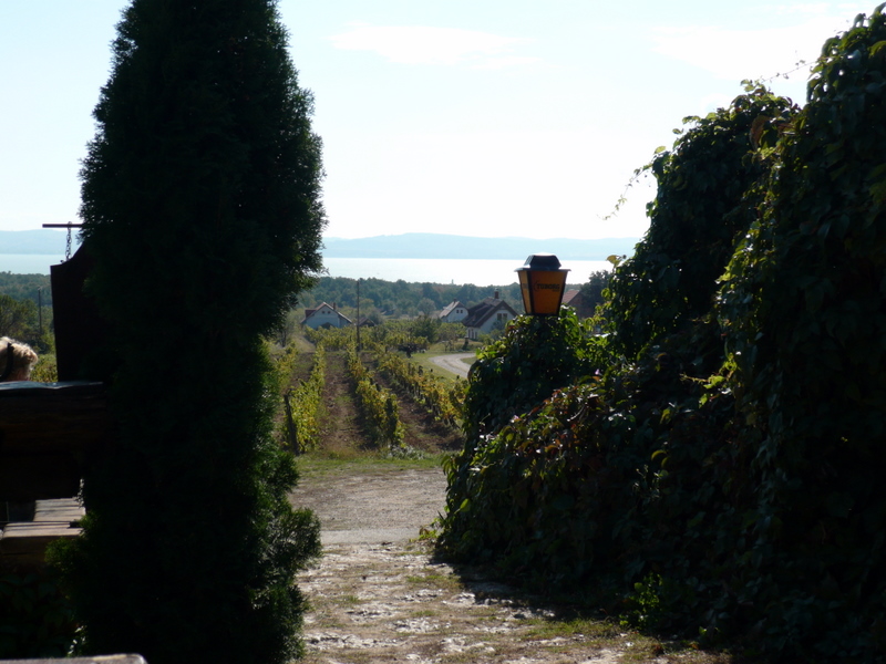 Weinlese mit Blick auf den See...