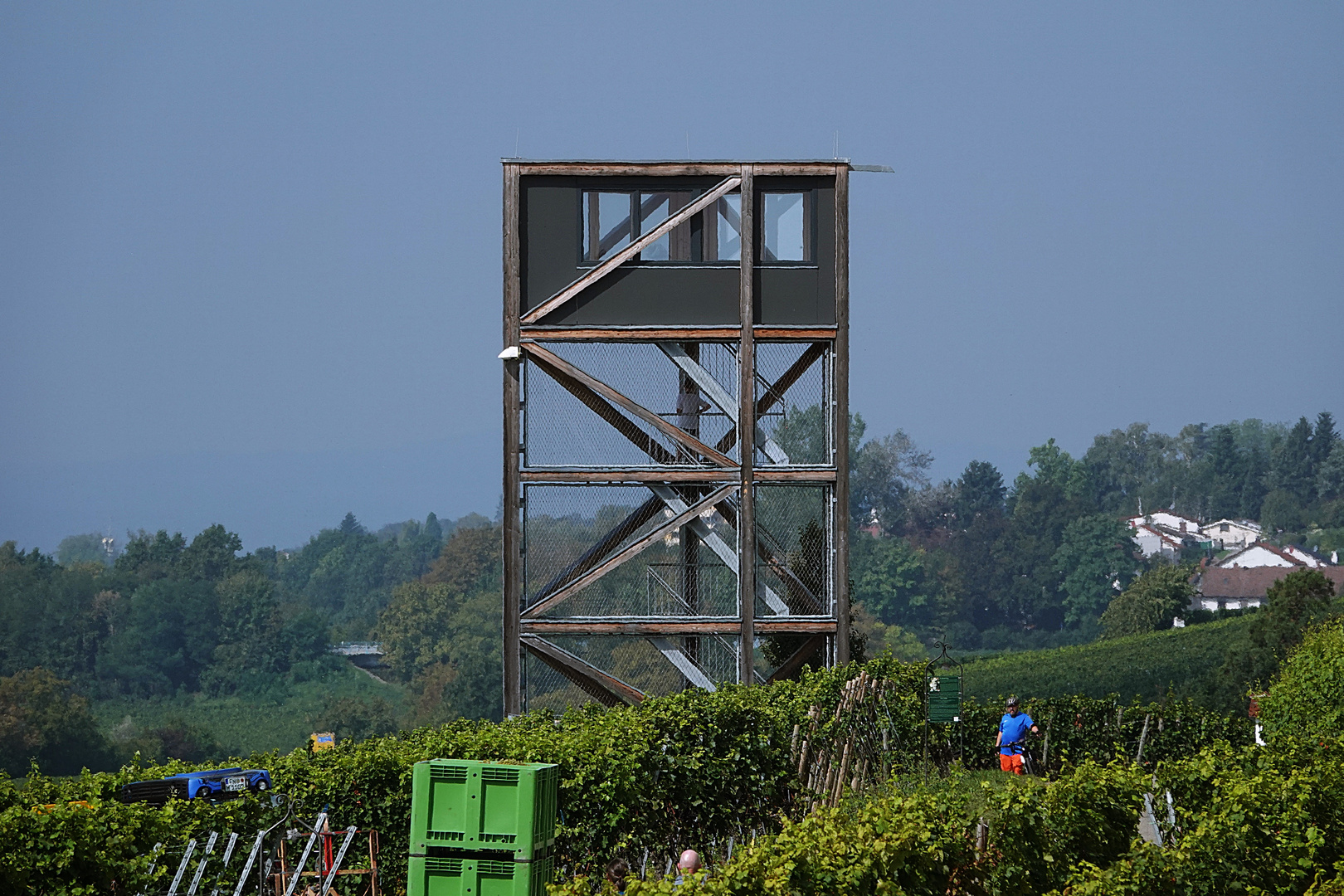 Weinlese  um den Aussichtsturm