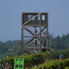 Weinlese  um den Aussichtsturm