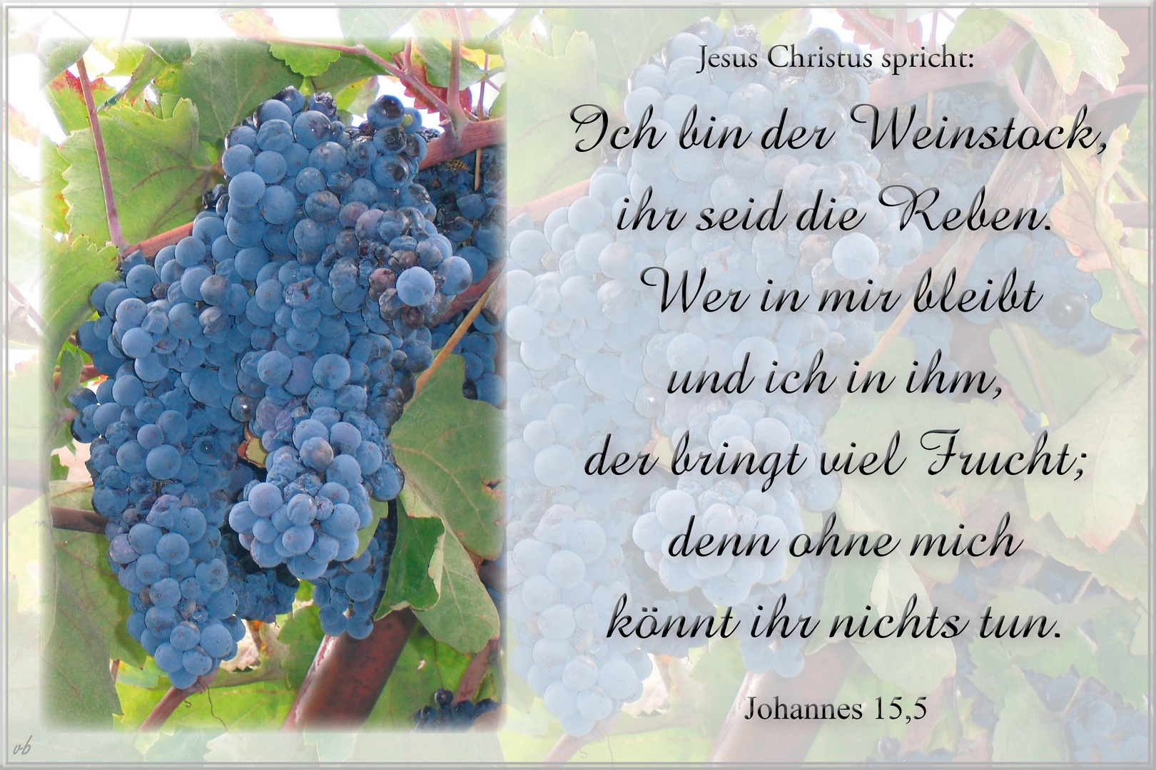 Weinlese....Die Bibel: Johannes 15,5