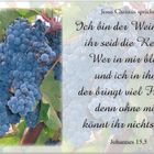 Weinlese....Die Bibel: Johannes 15,5