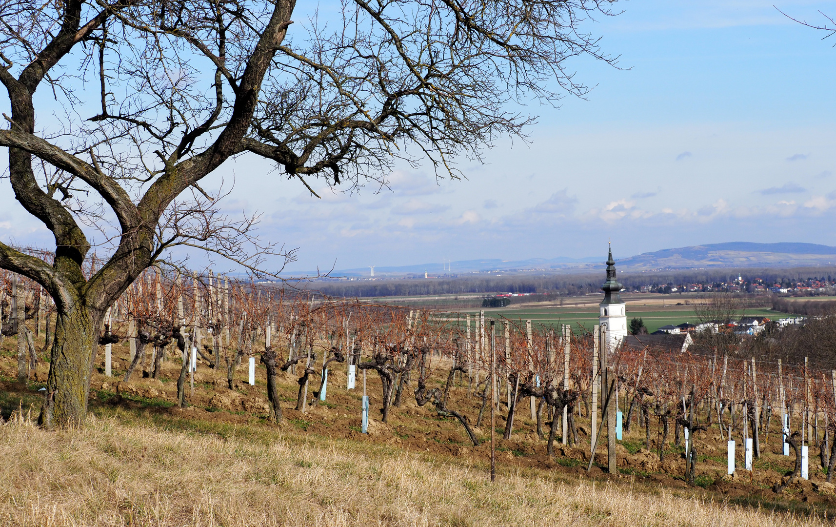 Weinort Koenigstetten