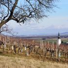 Weinort Koenigstetten