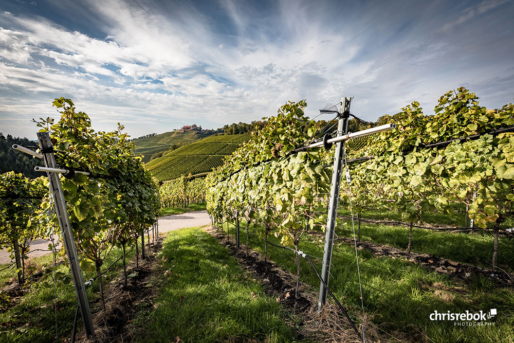 Weinparadies Durbach mit Schloss Staufenberg im Hintergrund