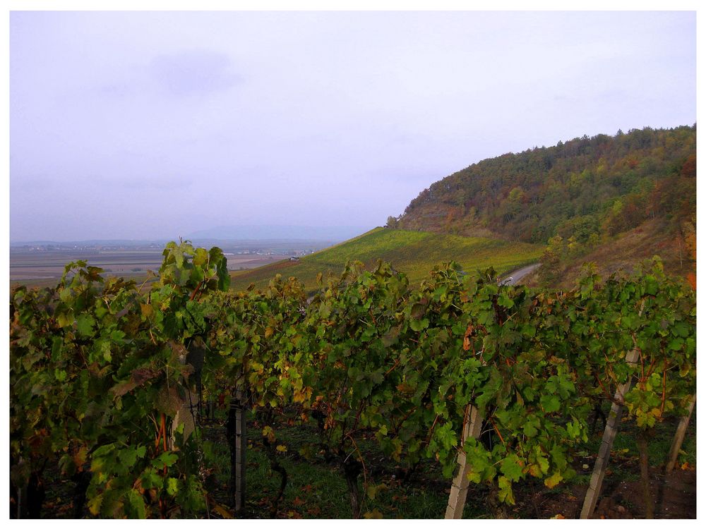 Weinparadies Franken