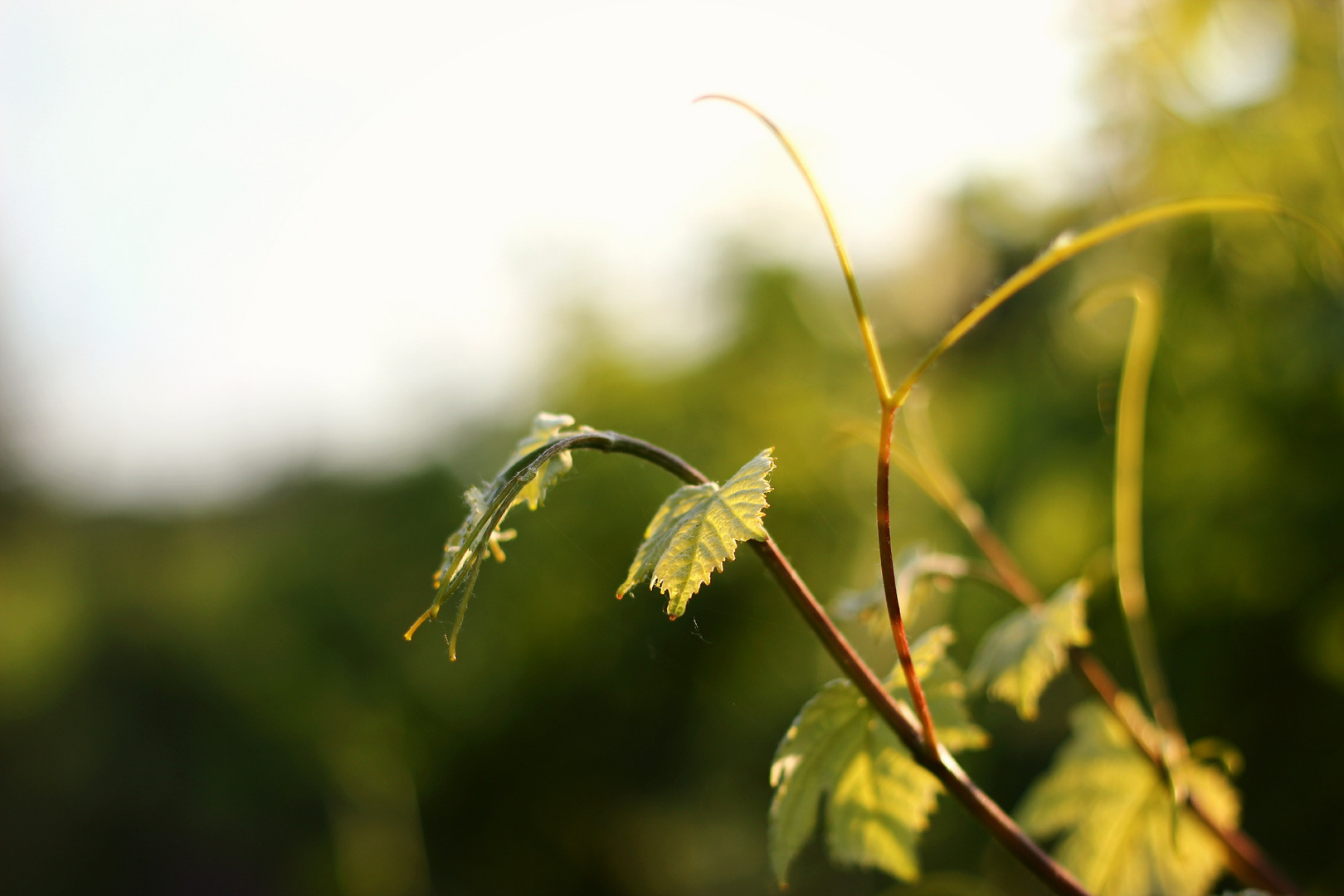 Weinpflänzchen