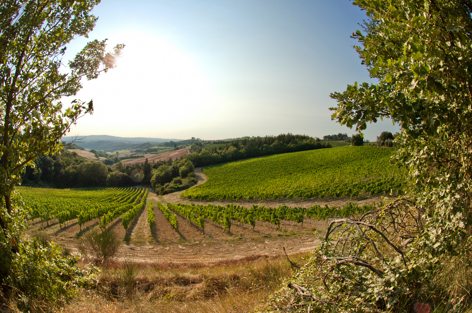 Weinplantage