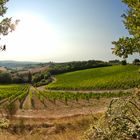 Weinplantage