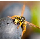 Weinprobe für Ausserirdische