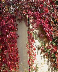 Weinranken in herbstlichem Gewand