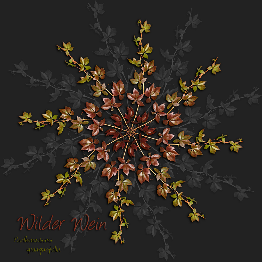 Weinranken-Mandala