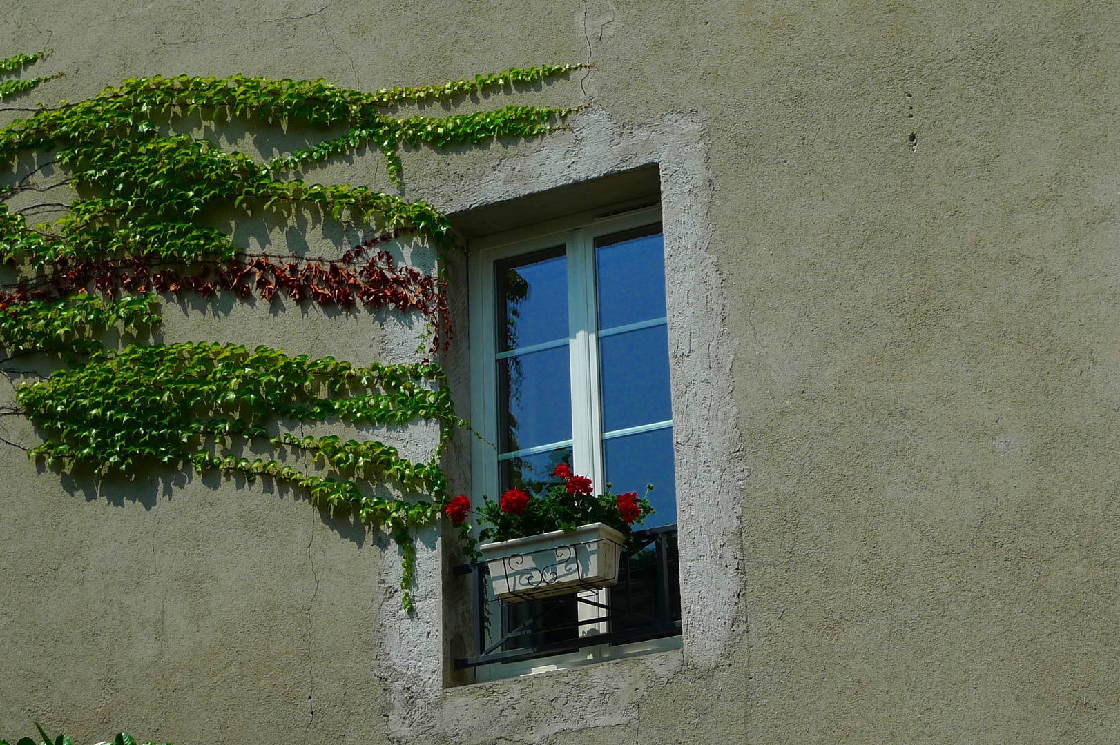 Weinranken und Geranien-Fenster