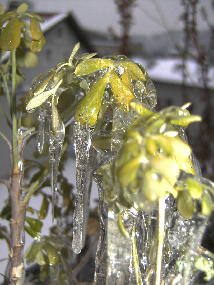 Weinraute im Winter