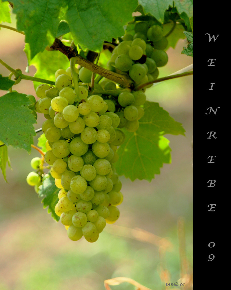 Weinrebe01 Foto & Bild jahreszeiten, herbst, natur Bilder auf